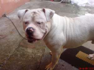 ofer pt. monta  american bulldog