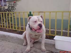 ofer pt. monta  american bulldog