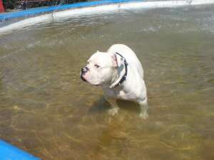 ofer pt. monta  american bulldog