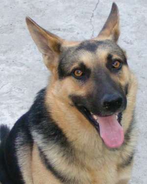 Pierdut caine Ciobanesc German Sibiu