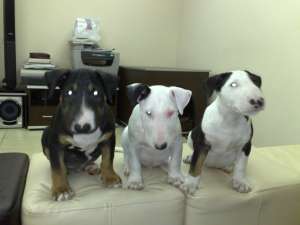 Vand pui bullterrier