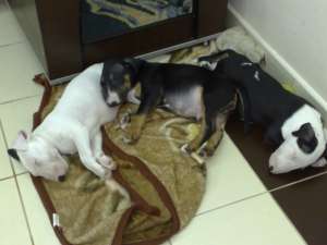 Vand pui bullterrier
