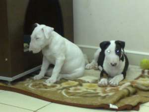 Vand pui bullterrier