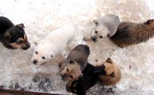sapte puiuti draguti spre adoptie
