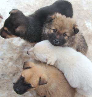 sapte puiuti draguti spre adoptie