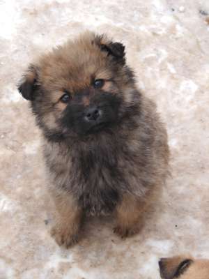 Apel voluntariat / adopta un catel temorar