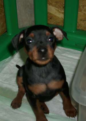 PINSCHER PITIC (DOBERMAN IN MINIATURA)
