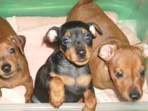 PINSCHER PITIC (DOBERMAN IN MINIATURA)