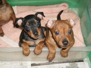 PINSCHER PITIC (DOBERMAN IN MINIATURA)