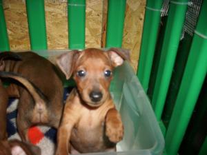 PINSCHER PITIC (DOBERMAN IN MINIATURA)