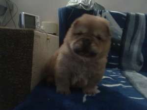vand catei chow chow