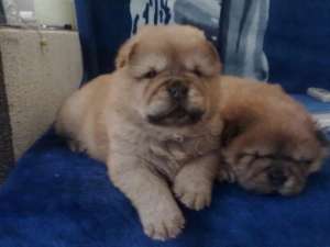 vand catei chow chow