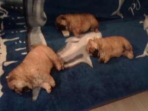 vand catei chow chow