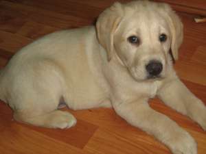 Labrador auriu 3 ani virgin caut femela cu sau fara experienta pt imperechere
