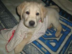 Labrador auriu 3 ani virgin caut femela cu sau fara experienta pt imperechere