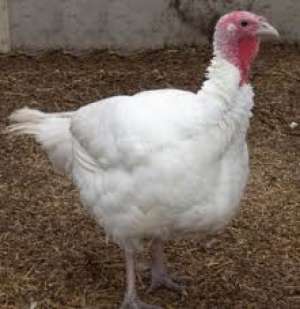 Furaje animale