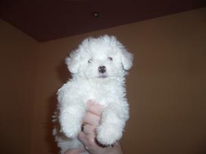 BICHON DE VINZARE