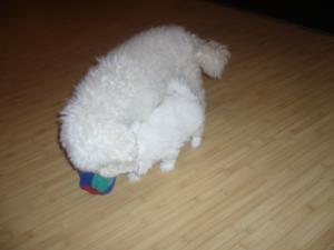 BICHON DE VINZARE