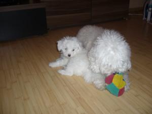 BICHON DE VINZARE