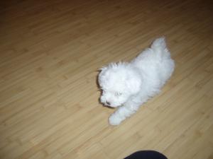 BICHON DE VINZARE