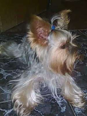 Ofer Mascul Yorkshire Terrier Toy pentru monta