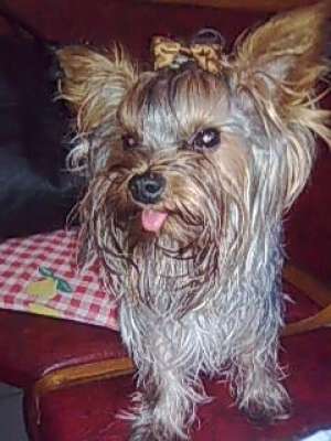 Ofer Mascul Yorkshire Terrier Toy pentru monta