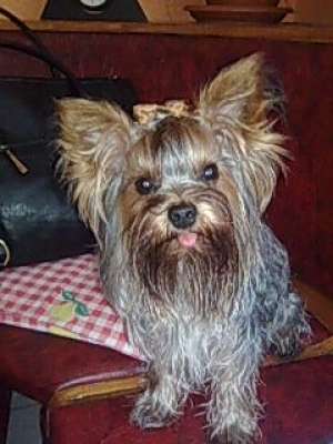 Ofer Mascul Yorkshire Terrier Toy pentru monta