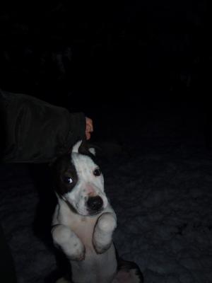 vand pui amstaff