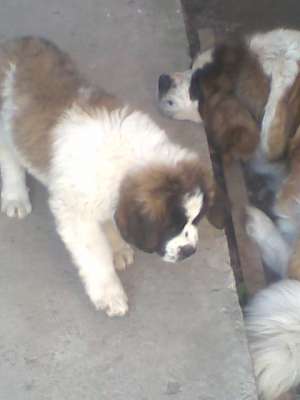 Vand catei saint bernard la un pret ff.bun