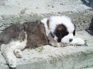 Vand catei saint bernard la un pret ff.bun