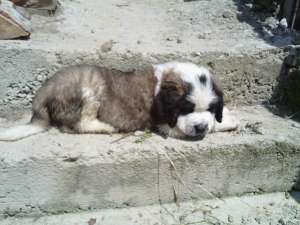 Vand catei saint bernard la un pret ff.bun