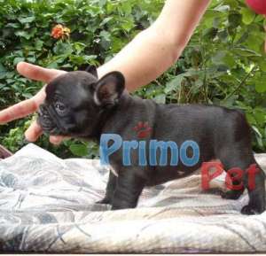 Bulldog Francez-Bulldog Englez de Vanzare