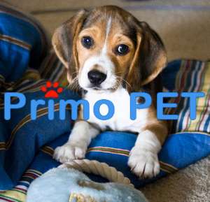 Beagle � Vijla Maghiara de Vanzare