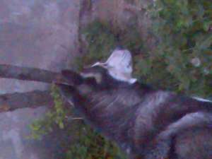 vand urgent caine husky