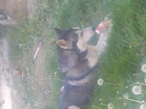 vand urgent caine husky