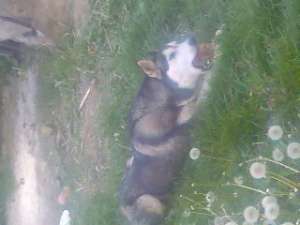 vand urgent caine husky