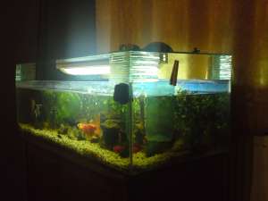 acvariu de vinzare 100l
