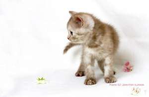 pisici British Shorthair pentru o familie bună şi �ngrijirea.