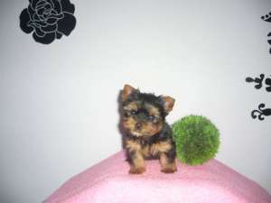 U.Mini Yorkshire Yorkshire Terrier babies m. Pedigree.