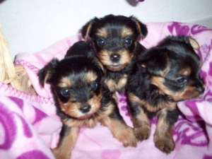 U. Mini Yorkshire Yorkshire Terrier copii m. Pedigree.