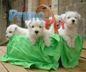 Westie � Shih Tzu de Vanzare