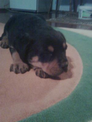 pui rottweiler