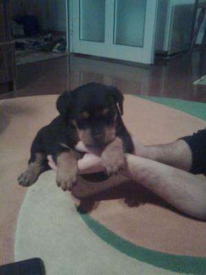 pui rottweiler