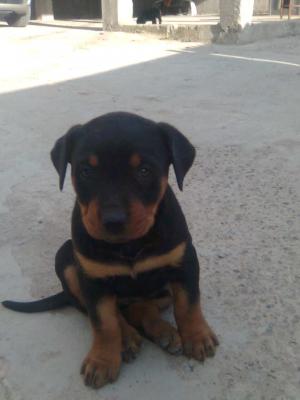 pui rottweiler