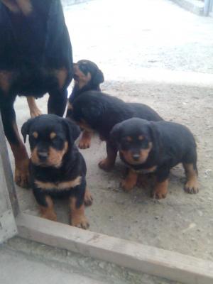 pui rottweiler 7saptamani