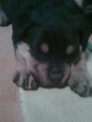 pui rottweiler 7saptamani