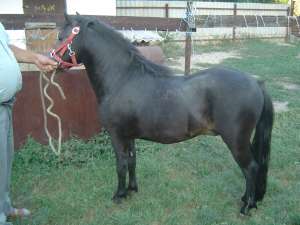 Vand Ponei Shetland import Belgia, cu pasaoprt si pedigree!!!!!