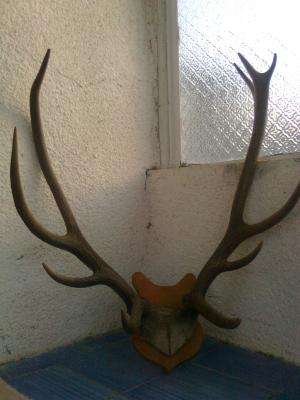 Vand trofee de cerb carpatin