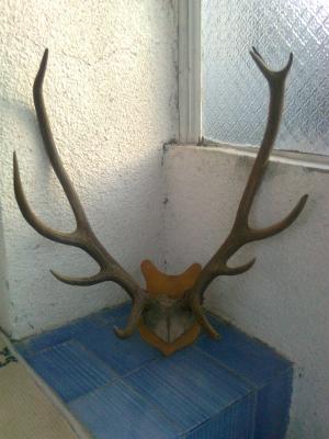 Vand trofee de cerb carpatin