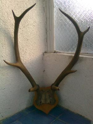 Vand trofee de cerb carpatin